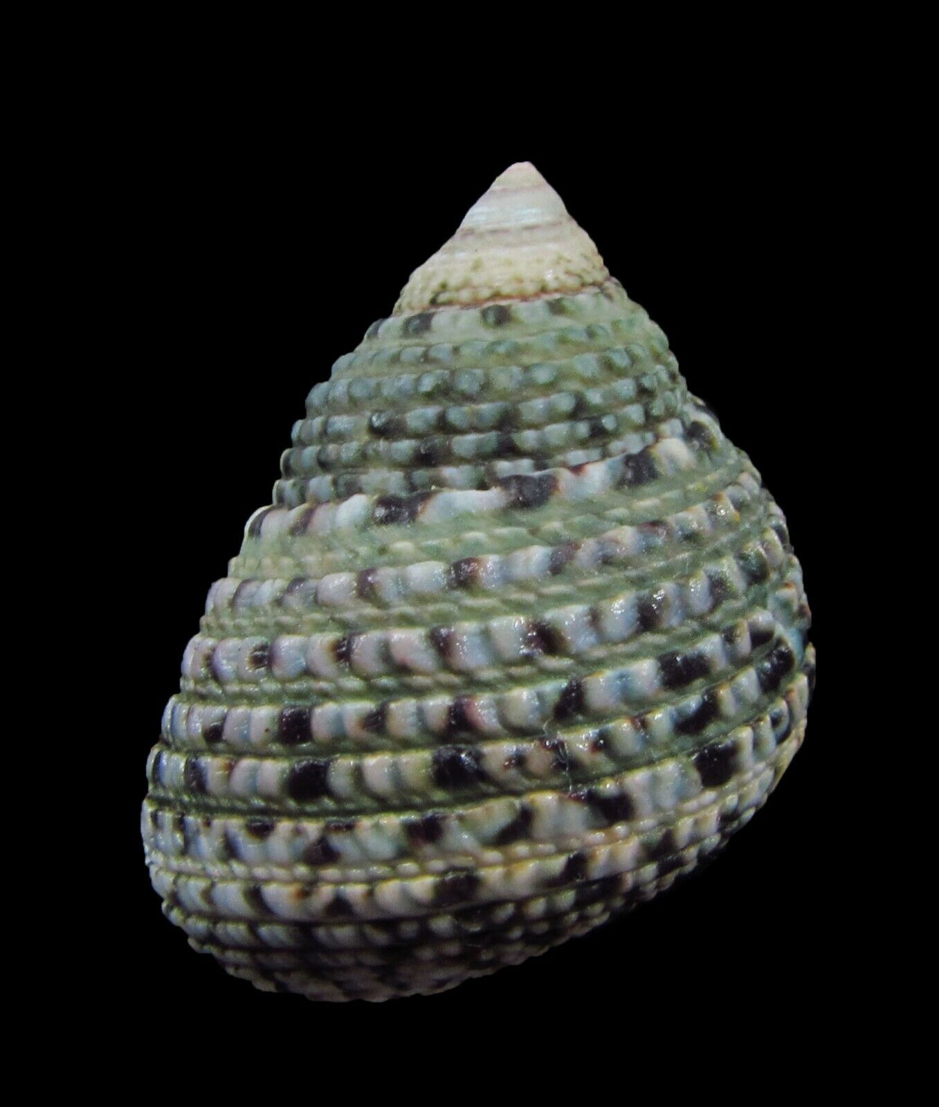 Sea Shell - Monodonta Labio 34mm