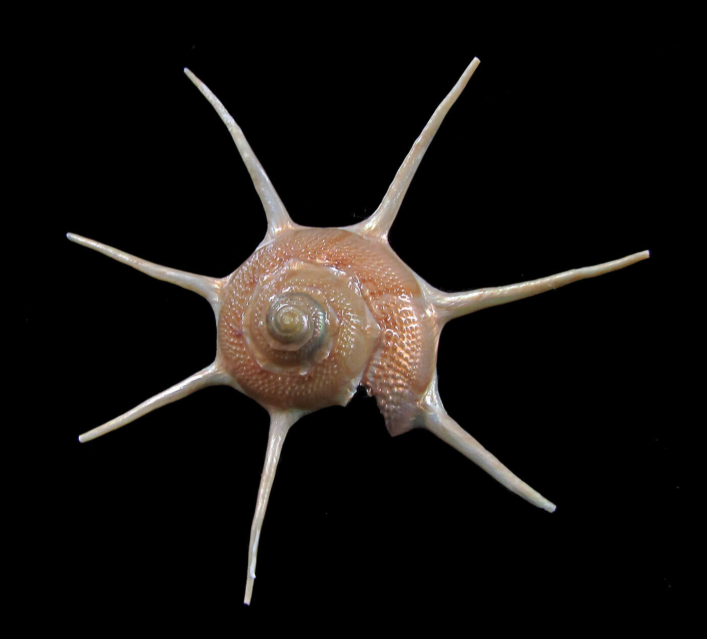 Sea Shells - Guildfordia Yoka 84mm - Beautiful Spines