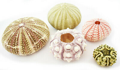 Sea Urchin Sampler: Alfonso, Sputnik, Pink, Green And Mini Sea Urchins - 5 Pc