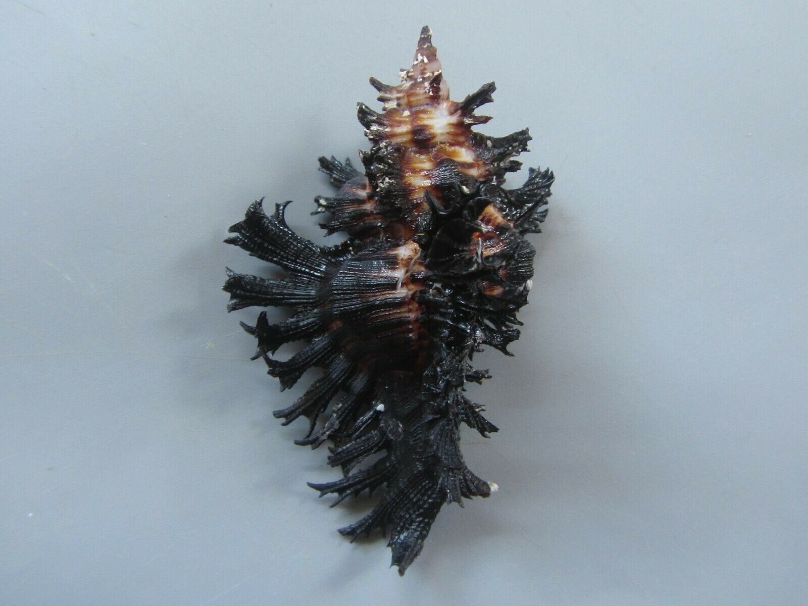 Sea Shells - Chicoreus Brunneus 60mm