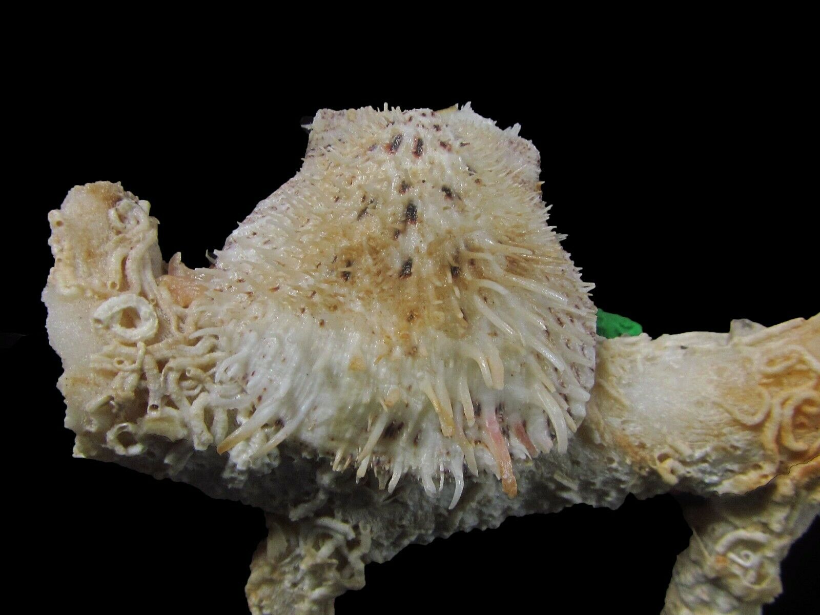 Sea Shells - Spondylus Nicobaricus 42mm