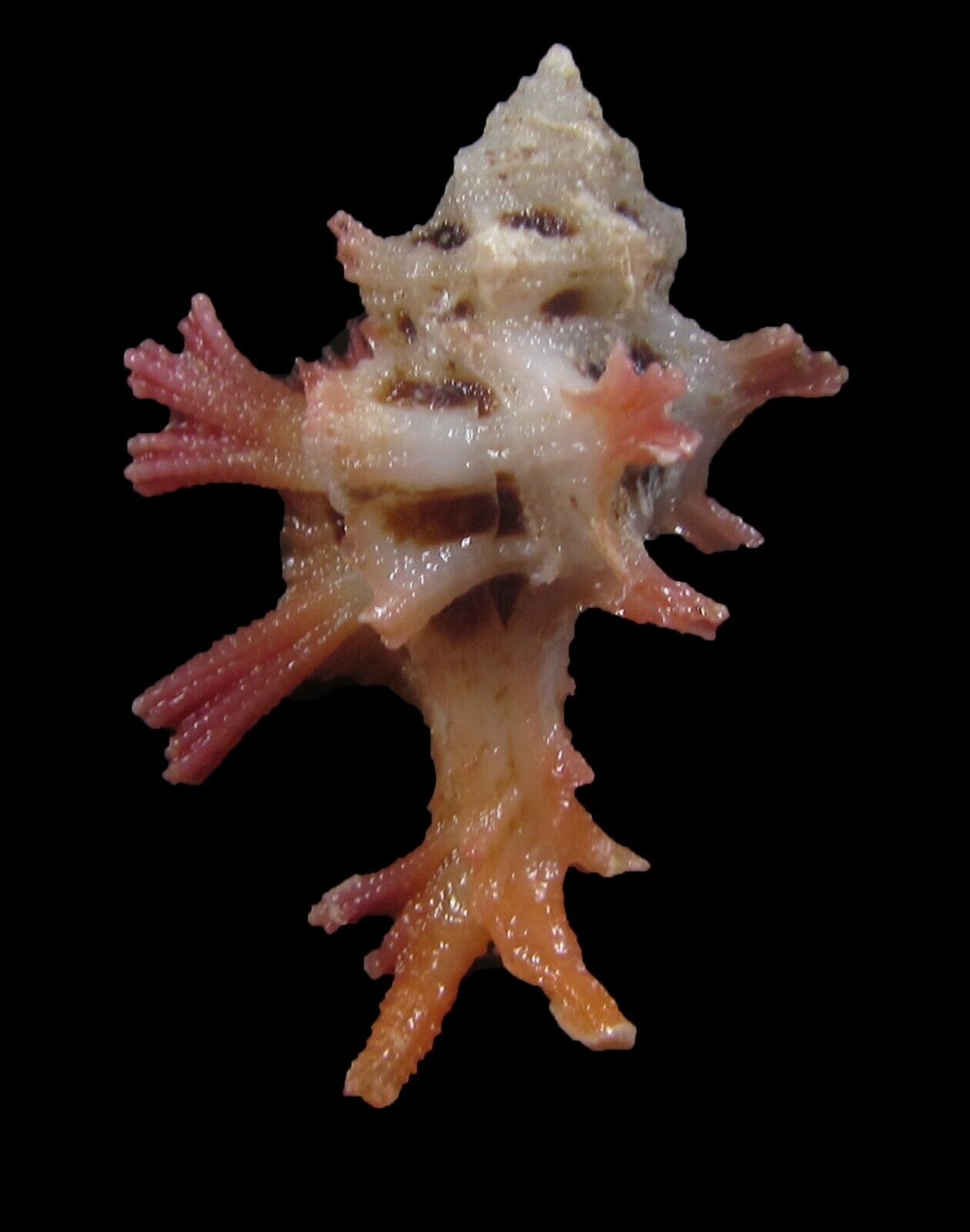Sea Shells - Pterynotus Martinetanus 27mm