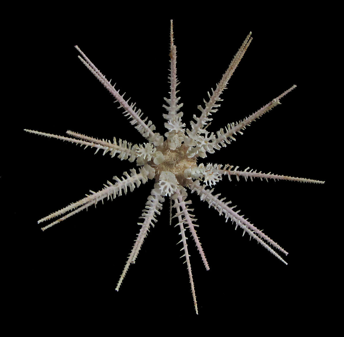 Sea Urchin - Goniocidaris Peltata 124mm Including Spines