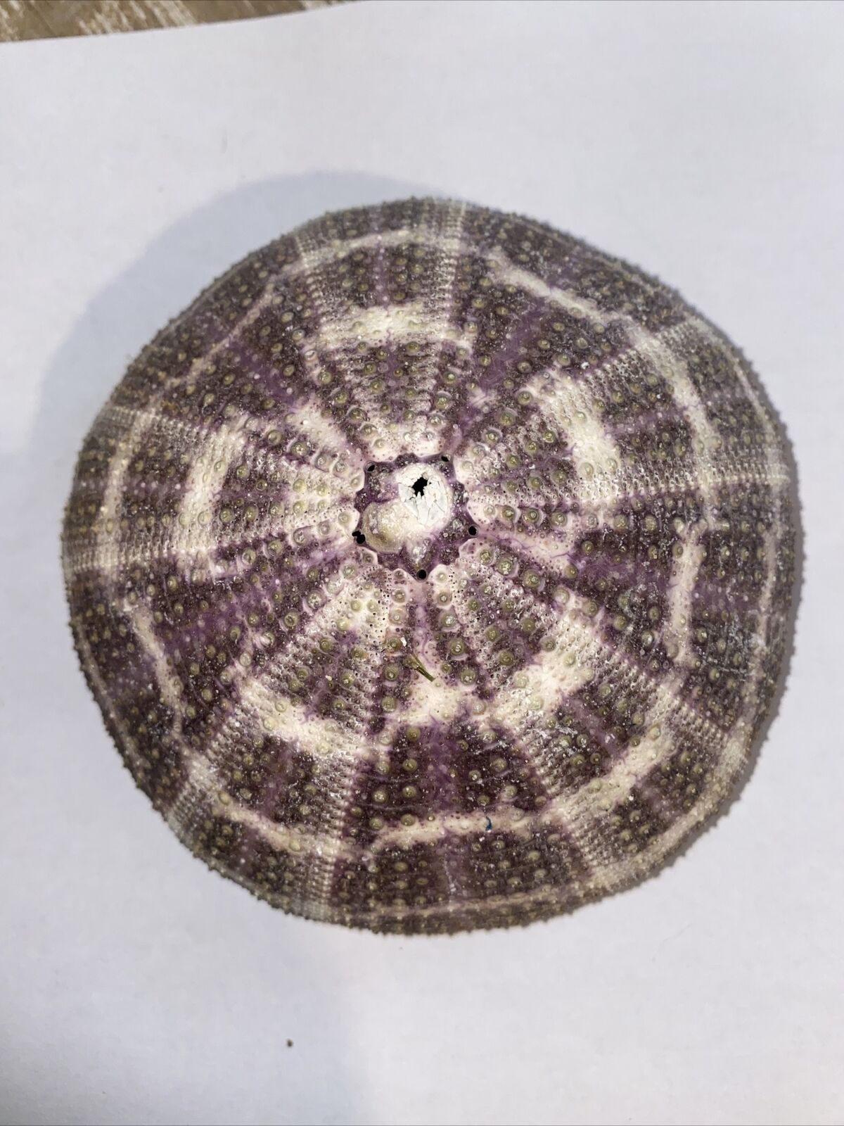 1 Large Alphonso Sea Urchin 115mm