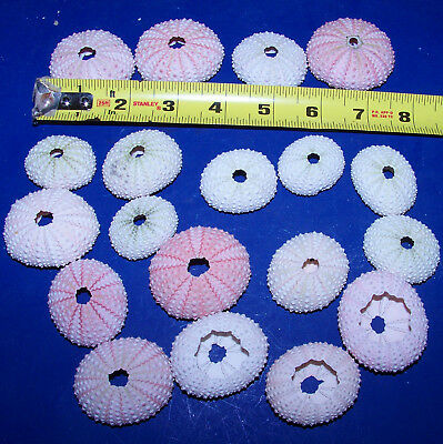 12 - Pink Sea Urchins Shells Seashells Crafts Weddings Item # Pu-12