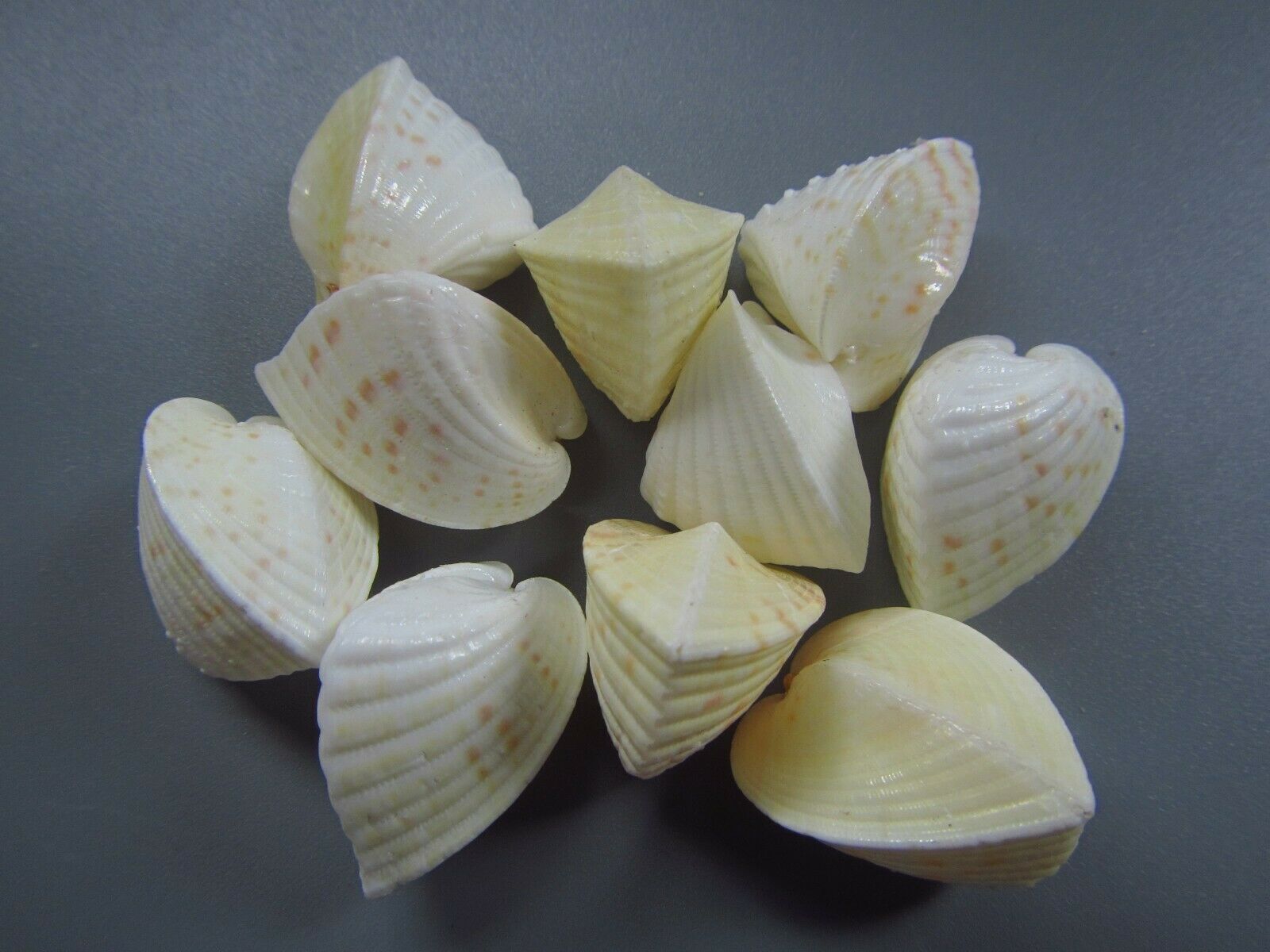 Seashells - Lunulicardia Retusa 25-26mm - 10pcs