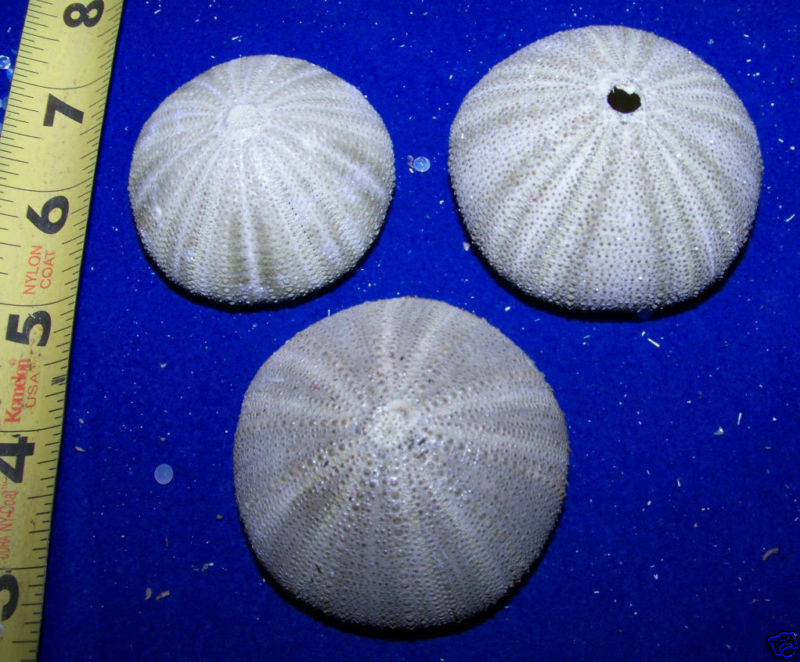 3 - Large Green Sea Urchins   Seashells Crafts Weddings Item # 1018l-3