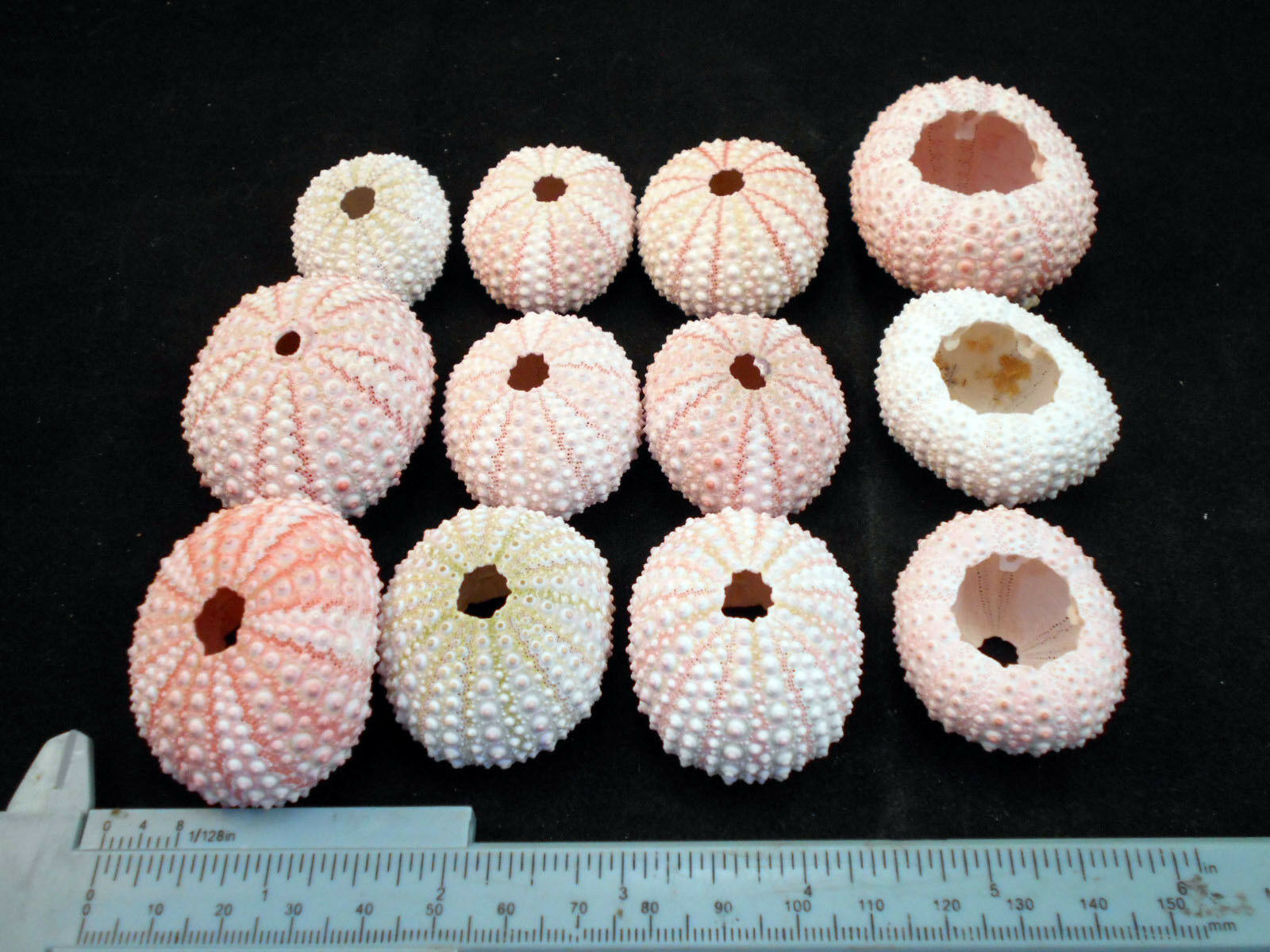 18 Pink Sea Urchin Seashells Shells Beach Wedding Craft Nautical Decor Airplant
