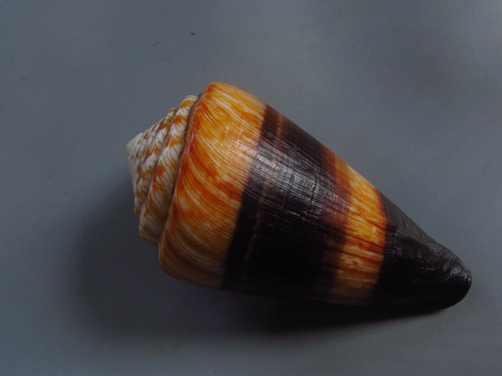 Sea Shells - Conus Miles 91mm - Nice Color