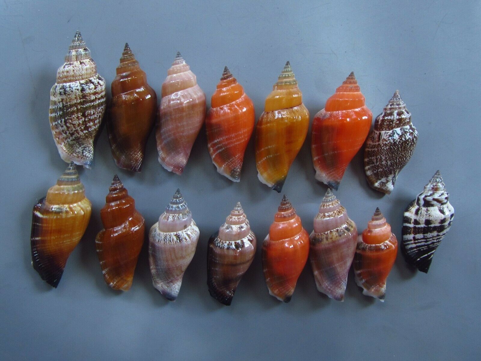 Sea Shells - Canarium Urceus 34-49mm - Assorted Colors