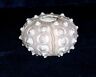 2-1/2" To 3" Knobby Sputnik Sea Urchin Sea Shell From Thailand