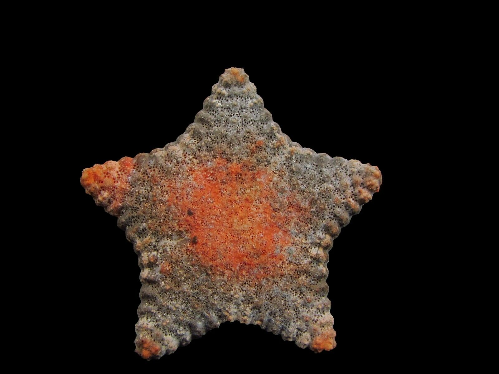 Marine Life Starfish 46mm