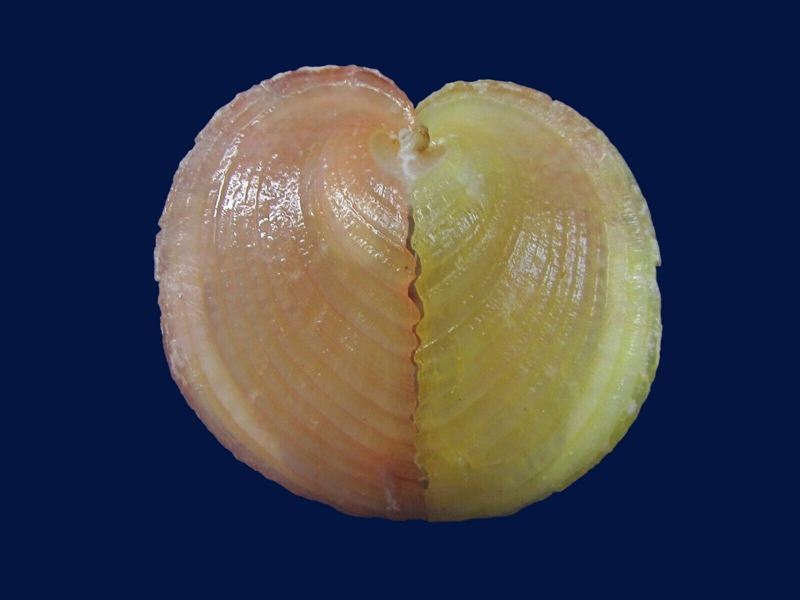 Seashells- Corculum Cardissa 51mm-very Rare Color!!!! !!!heart Cockle!!!
