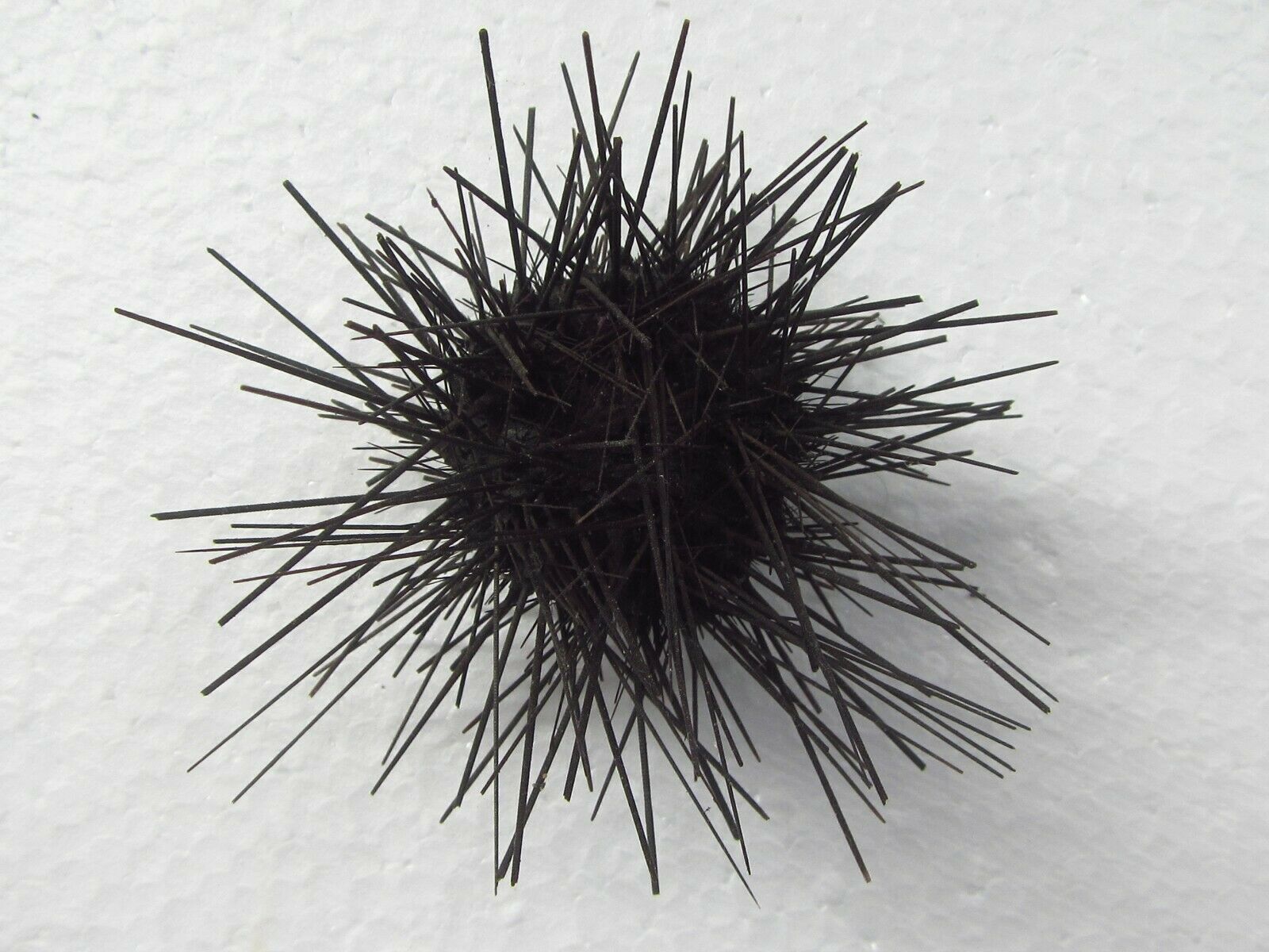 Sea Urchin 100mm Icluding Spines