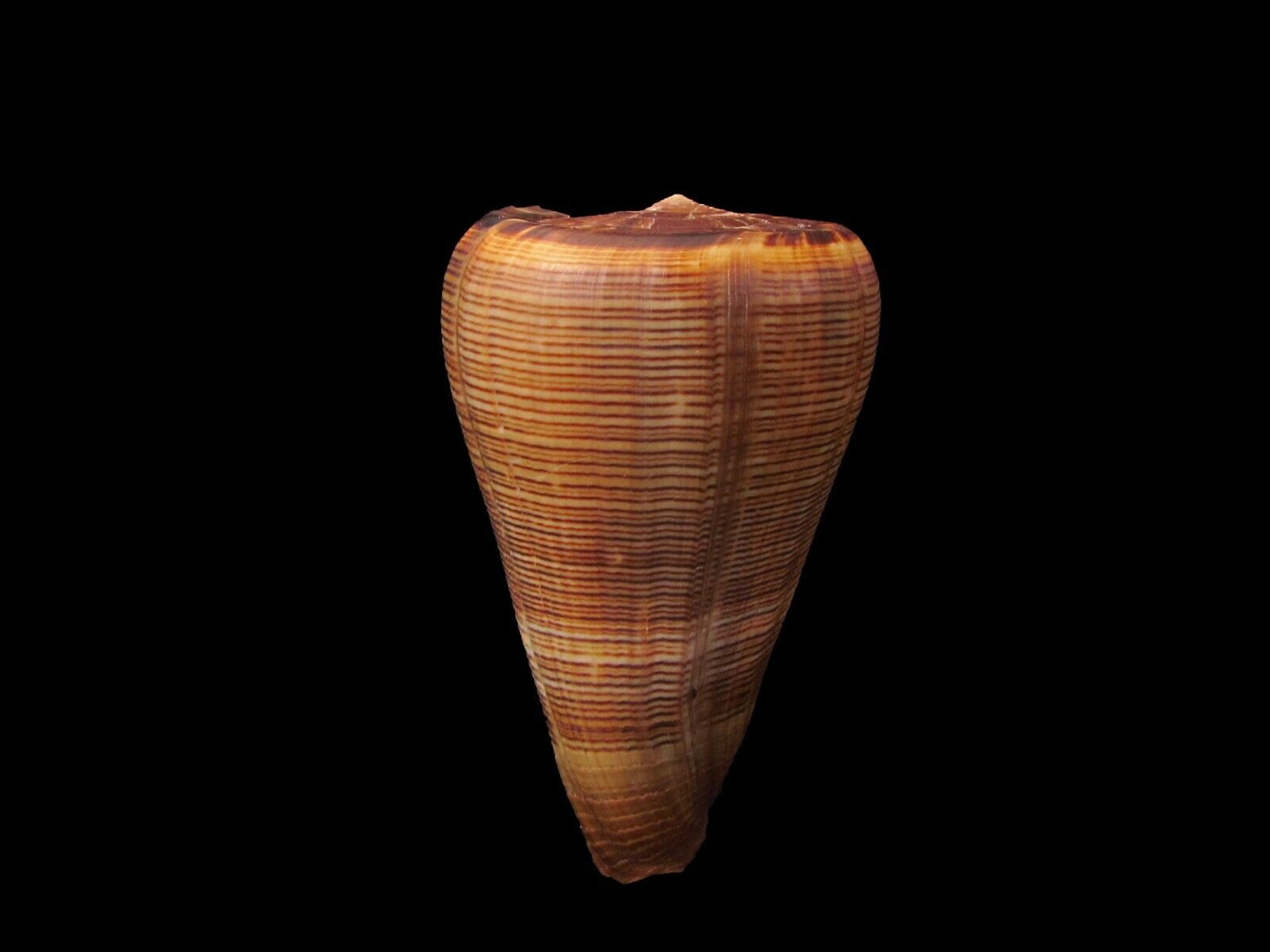 Sea Shells - Conus Loroisii 107mm