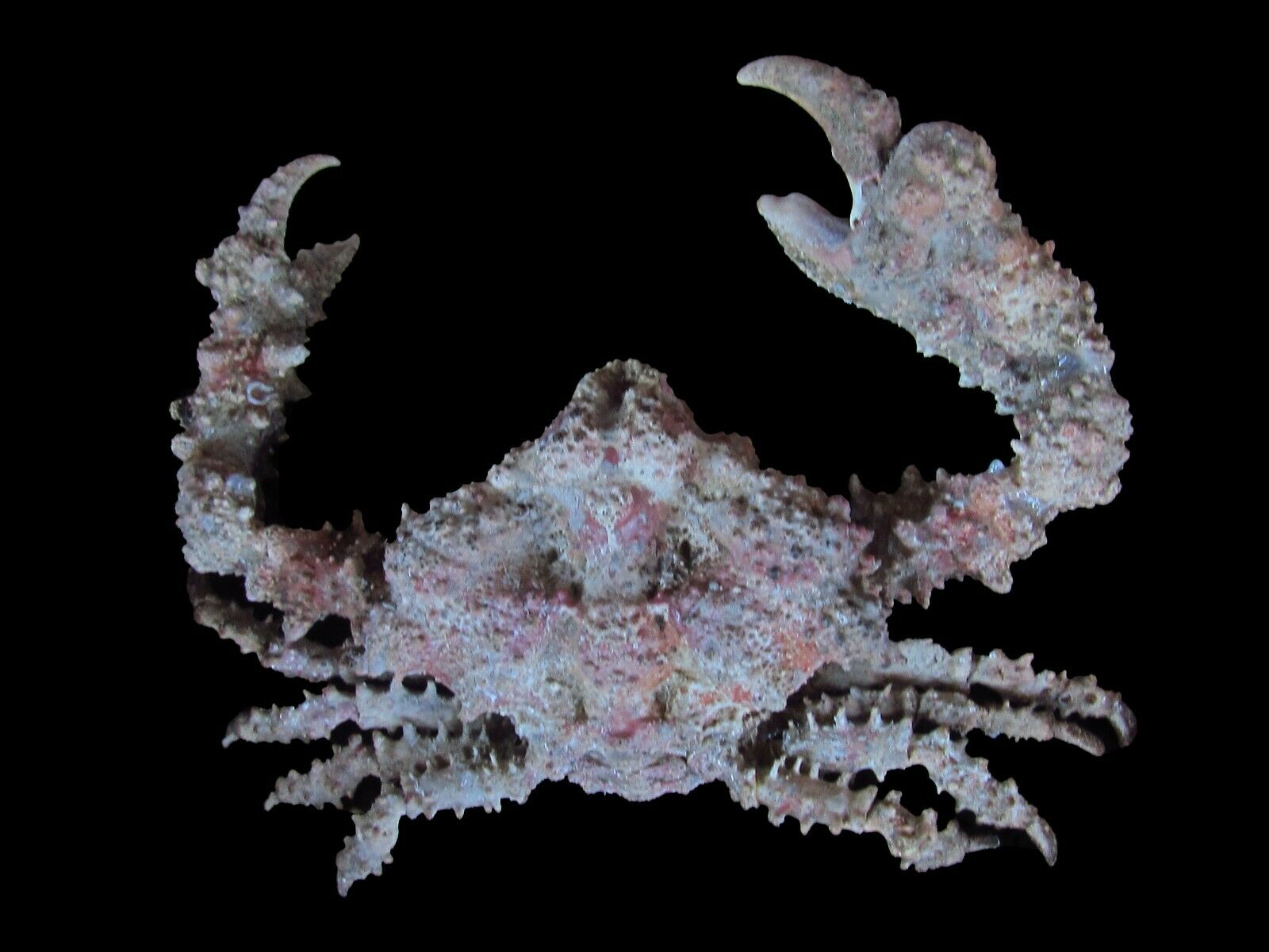 Crab Taxidermy- Horrid Elbow Crab 182mm