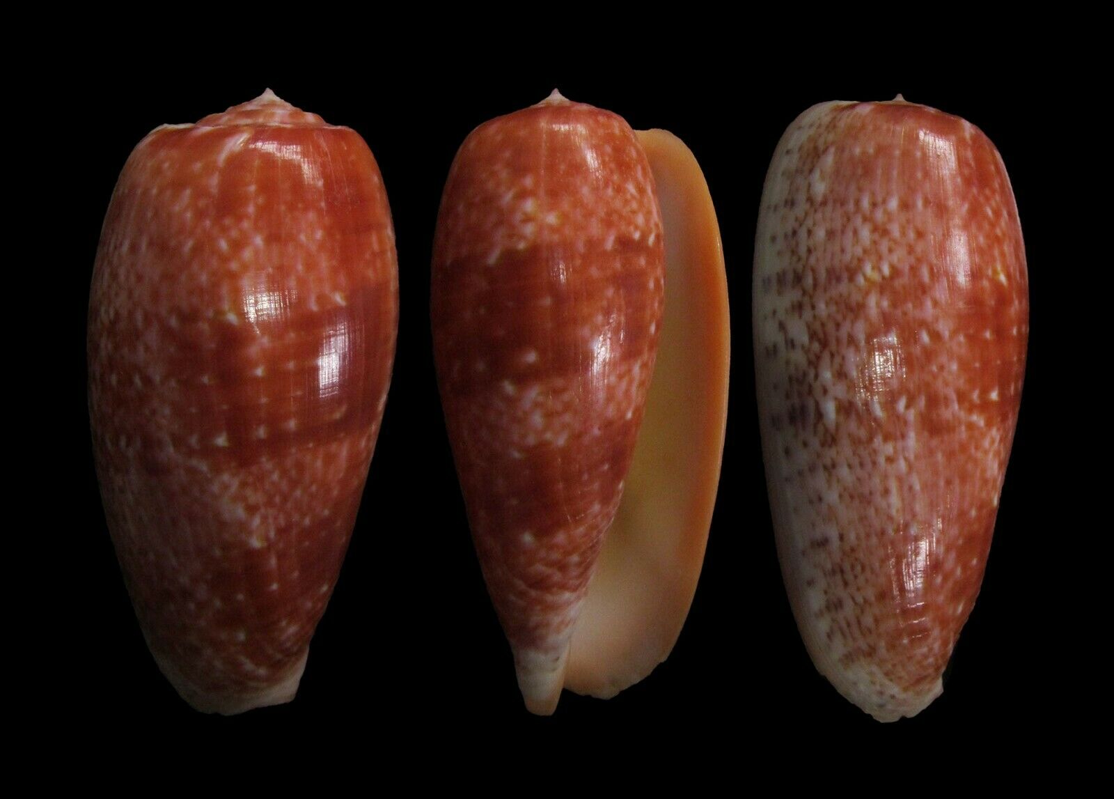 Sea Shells - Conus Bullatus 73mm F+++- Big Size & Nice Color!!!
