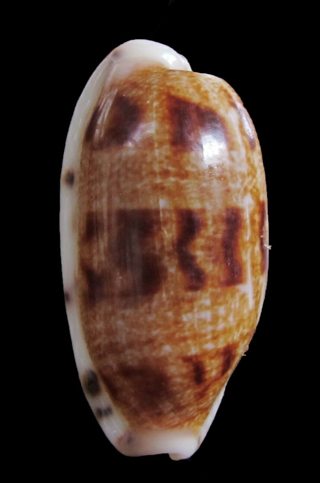 Sea Shells - Cypraea Teres 37mm